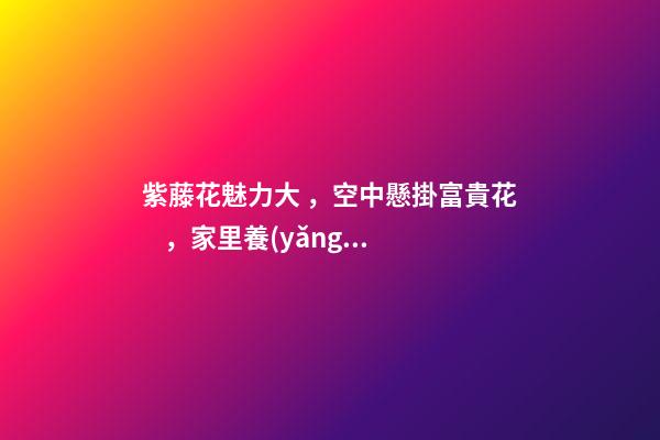 紫藤花魅力大，空中懸掛富貴花，家里養(yǎng)一盆，風(fēng)水保家